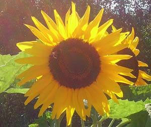 sonnenblume Vom Fussball lernen?